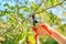 Close-up of hand with pruner cutting branch of apple tree in orchard