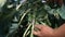 Close-up of a hand putting away leaves and harvesting ripe brussel sprouts