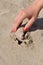 Close up on hand with red manicure finds seashell on sandy beach