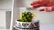 Close-up of a hand touching a beautiful cactus in a pot but the plant pricks it and the person removes the hand away