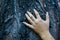 Close up of a hand on a tree trunk