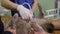 Close-up hand veterinarian performs an ultrasound examination a cat.