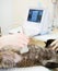 Close-up hand veterinarian performs an ultrasound examination a cat