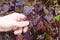 Close up on hand of white man grabbing dried and old leaf of grape-bearing vines, symbolizing fall and end of harvest.