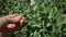 Close up hand of woman agronomist touches pod of young peas in field on farm
