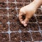 Close up hand woman sowing watermelon seed