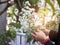 Close up hand of young woman florist flower arrangement Gypsophila.