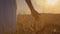 Close-up of hand of young woman in white dress walking through grain field and touching ripe wheat ears with her hand