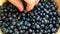 Close up of a handful of harvested blueberries on a plate. Harvest blueberries. Useful berries for health. Picking blueberries in