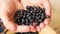 Close-up of a handful of ripe blueberries in female hands. Harvest blueberry collection. Useful summer berries. Blueberries for hu