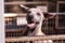 Close up an handicapped stray dog is smiling in a cage, homeless