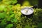 Close up handmade wooden compass, tree shadows on green nature grass ground. holiday adventure in forest. Compass