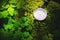 Close up handmade wooden compass, tree shadows on green nature grass ground. holiday adventure in forest. Compass