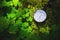 Close up handmade wooden compass, tree shadows on green nature grass ground. holiday adventure in forest. Compass