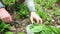 Close-up of hands carefully cut fresh leaves of Allium ursinum, forest wild garlic. The leaves are used in the kitchen as a herbs