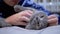 Close-up of Hands of a Caring Child Stroking and Hugging a Fluffy Cat on Bed