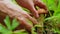 Close-up of hands clean mushrooms from leaves and cut off them with a knife. Picking mushrooms aspen in the