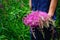 Close-up of hands collecting flowers of Ivan-tea. In the hands of a bouquet of pink flowers Willow-grass. Fireweed