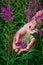 Close-up of hands collecting flowers of Ivan-tea. Willow-grass meadow. Fireweed