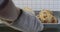 Close-up of hands in cooking gloves putting oven-tray with croissants on the table. Unknown baker baking sweet tasty