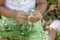 Close up of hands of cute little girl considering camomile