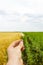 Close-up of hands and a daisy flower, a field of sunflowers and wheat in the background