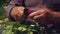 Close-up, hands of an elderly rural man cut off a batva from a radish with a knife