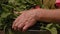 Close-up, Hands of an Elderly Woman Holding a Metal Bowl of Radish Harvest Harvested in the Garden