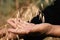 Close up of hands examining oat growth.