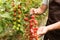 Close up of hands of Farmer man collects cherry tomatoes with scissors harvest in the greenhouse