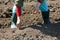 Close-up of the hands and feet of the person who puts the seeds in the soil