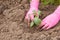 Close up hands of female gardener is planting bell pepper seedlings in the garden