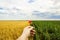 Close-up of hands and flower of a wild poppy, field of sunflowers and wheat in the background