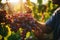 Close-up hands Gardener picking grapes in the garden