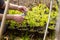 Close-up. Hands gardener pruned shrub shears