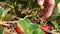 Close-up hands gathering fresh ripe strawberry outdoor