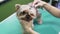 Close up hands of groomer combing wet hair of dog. Yorkshire terrier in pet grooming salon