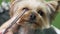 Close up hands of groomer cuts yorkshire terrier dog hair on muzzle with scissors in grooming salon