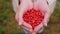 Close up of hands holding bilberries in forest