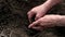 Close-up hands holding and caring a green young plant.