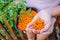 Close-up of hands holding delicious and healthy ripe sea-buckthorn berries