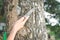 Close up hands holding knife on big tree