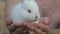 Close Up Hands Holding A Little Cub White Fluffy Rabbit