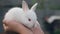 Close Up Of Hands Holding A Little White Rabbit Cub