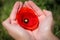 Close up with hands holding a poppy