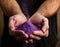 Close-up of hands holding purple powder