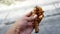 Close up of hands holding turmeric roots