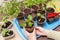 Close up hands with little plant in pot at home. Growing seedling, transplant seeding, planting vegetables