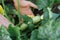 Close-up hands of male farmer checking growing young squash.