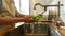 Close up of hands of man, cook washing salad greens in the sink in kitchen while preparing vegetables for cooking a meal